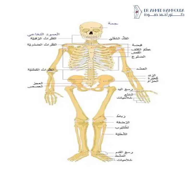 أفضل دكتور عظام في أبوظبي