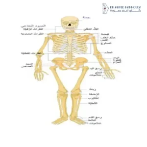 01أفضل دكتور عظام في دبي 